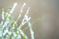 金蛇水神社の自然
