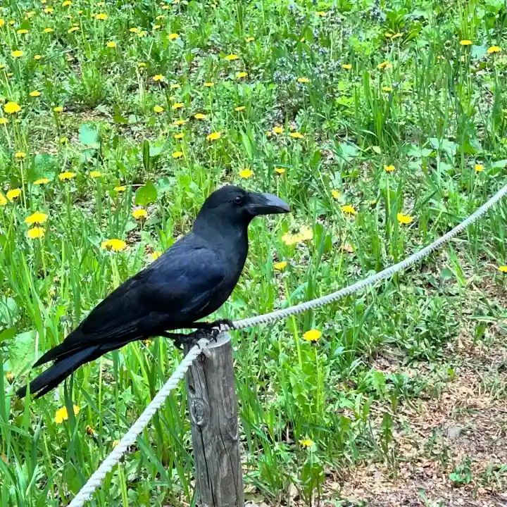 北海道神宮の動物