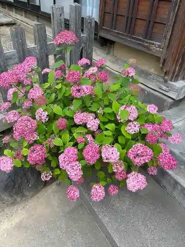 能護寺(埼玉県)