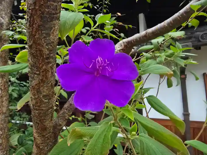 妙慶寺(大阪府)