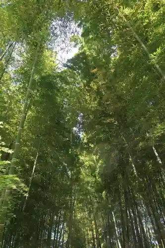 高台寺（高台寿聖禅寺・高臺寺）の自然