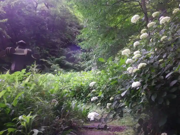 安國論寺(安国論寺)の自然