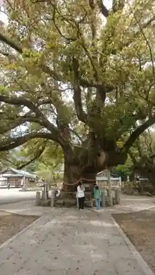 大麻比古神社(徳島県)