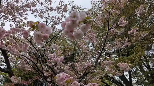 札幌護國神社の自然