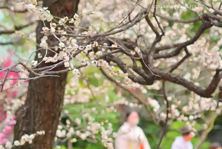 湯島天満宮(東京都)