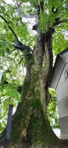 白山神社の自然