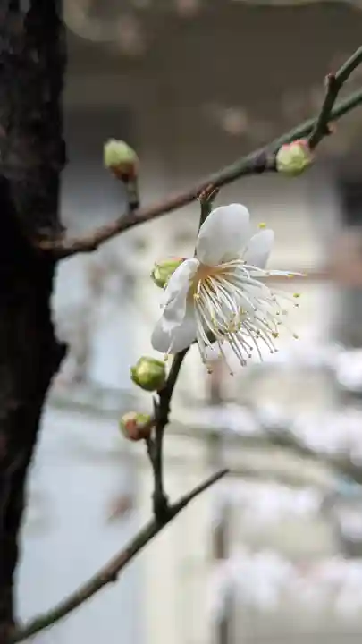 錦天満宮(京都府)