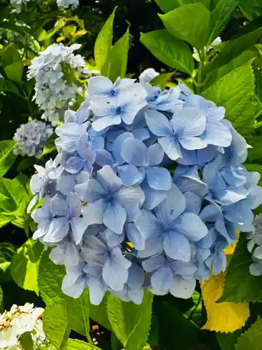 白山神社(新潟県)