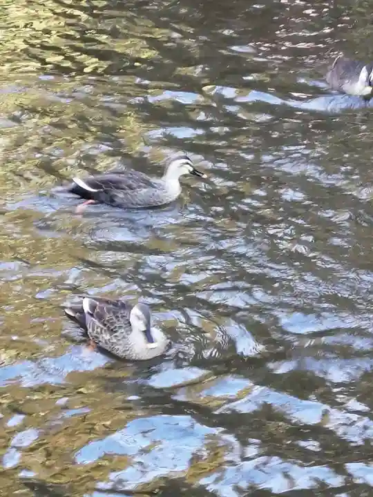 間々田八幡宮の動物