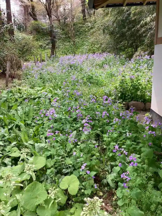 浄智寺の自然