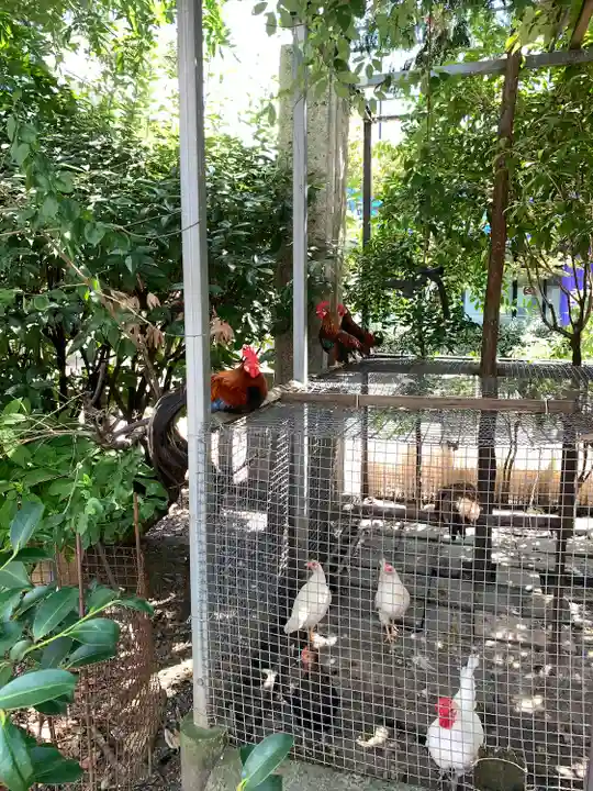 高知大神宮の動物