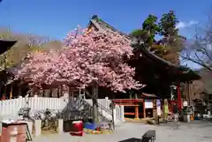 楽法寺（雨引観音）の本殿