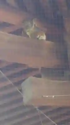 東寺（教王護国寺）の芸術