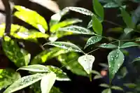 三津厳島神社の自然