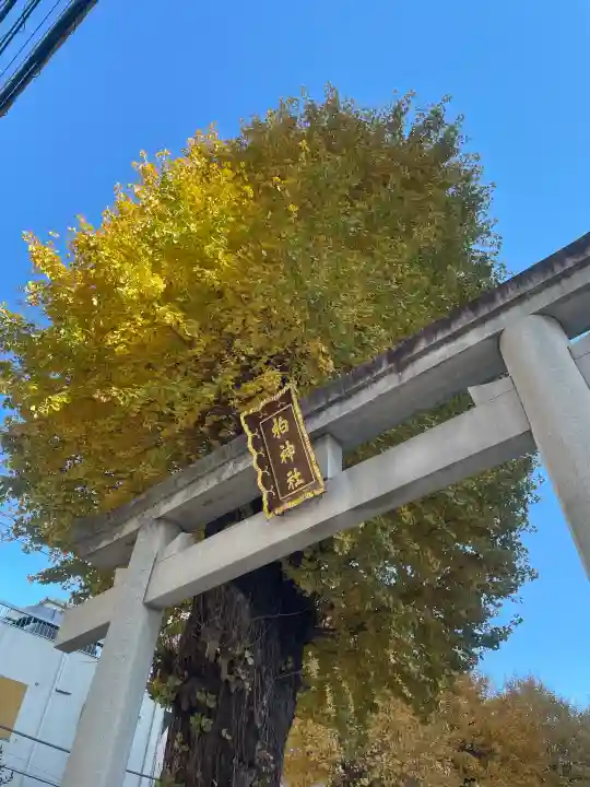 柏神社の{uncategorized: "未分類", other: "その他", undefined: "問題あり", building: "その他建物", grave: "お墓", sacred_gate: "鳥居", guardian: "狛犬", statue: "像", buddha: "仏像", history: "歴史", nature: "自然", garden: "庭園", animal: "動物", pagoda: "塔", temizu: "手水舎", mountain_gate: "山門・神門", sanctuary: "本殿・本堂", subordinate: "末社・摂社", art: "芸術", scenery: "景色", jizo: "地蔵", ema: "絵馬", goshuin: "御朱印", omikuji: "おみくじ", items: "授与品その他", amulet: "お守り", goshuincho: "御朱印帳", eats: "食事", festival: "お祭り", votive_dance: "神楽", shichigosan: "七五三参", wedding: "結婚式", experience: "体験その他", initially: "初詣", around: "周辺", anti_infection: "感染症対策"}