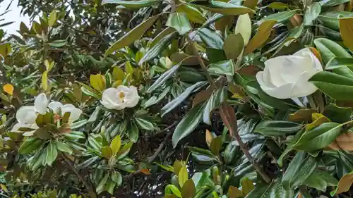 東本願寺（真宗本廟）(京都府)