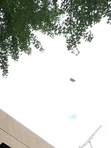 菊名神社の動物