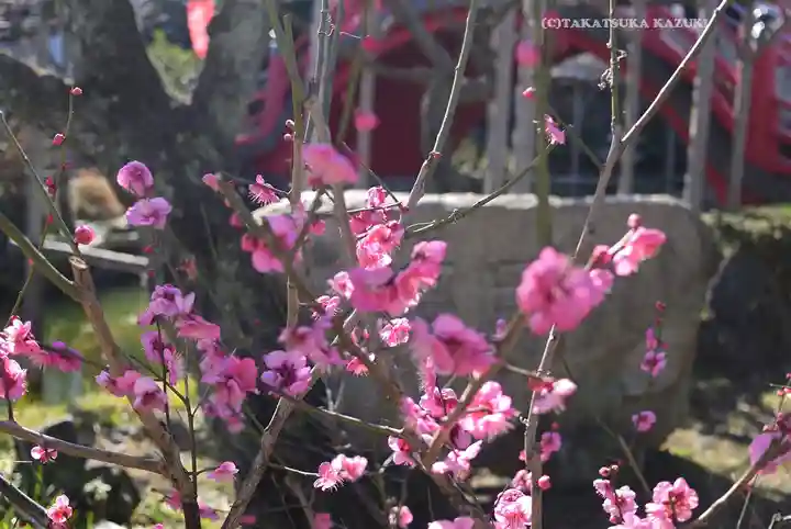 亀戸天神社(東京都)