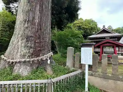 松澤 熊野神社(千葉県)