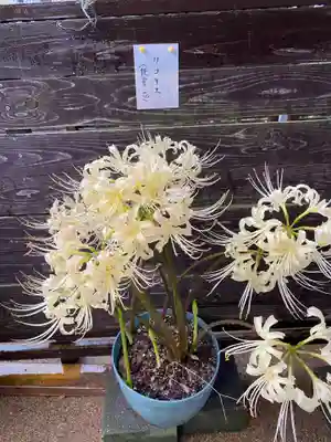 般若寺 ❁﻿コスモス寺❁(奈良県)