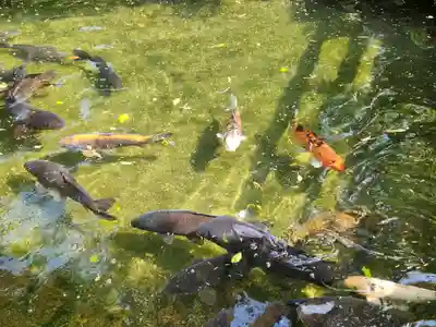 大歳金刀比羅神社の動物