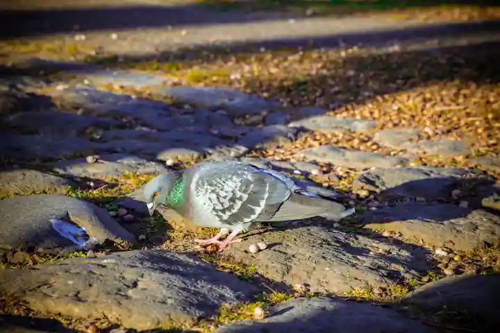 白山神社(宮城県)