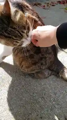 荻窪白山神社(東京都)