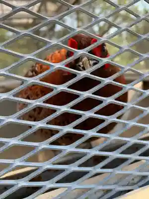 武蔵國八海山神社の動物