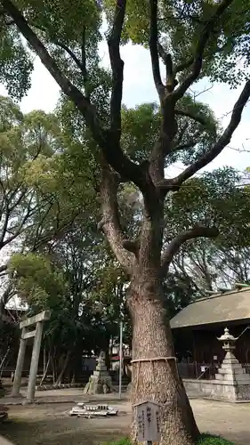 神明社（桜神明社）の自然