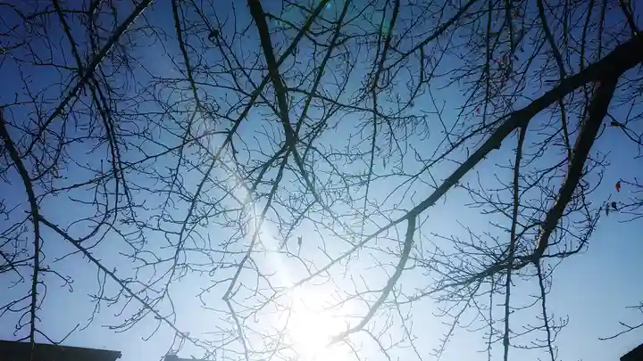 神明社(国府宮神明社)の自然