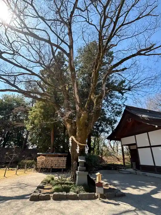 武田神社の{uncategorized: "未分類", other: "その他", undefined: "問題あり", building: "その他建物", grave: "お墓", sacred_gate: "鳥居", guardian: "狛犬", statue: "像", buddha: "仏像", history: "歴史", nature: "自然", garden: "庭園", animal: "動物", pagoda: "塔", temizu: "手水舎", mountain_gate: "山門・神門", sanctuary: "本殿・本堂", subordinate: "末社・摂社", art: "芸術", scenery: "景色", jizo: "地蔵", ema: "絵馬", goshuin: "御朱印", omikuji: "おみくじ", items: "授与品その他", amulet: "お守り", goshuincho: "御朱印帳", eats: "食事", festival: "お祭り", votive_dance: "神楽", shichigosan: "七五三参", wedding: "結婚式", experience: "体験その他", initially: "初詣", around: "周辺", anti_infection: "感染症対策"}