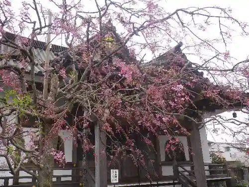 妙隆寺のその他建物