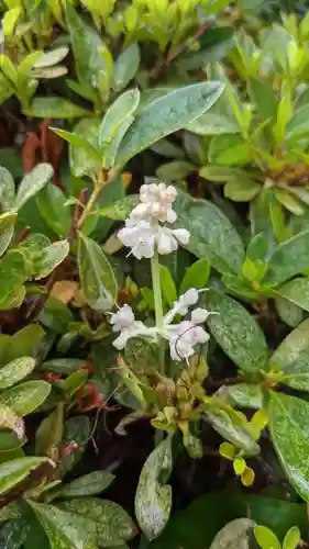三輪神社の自然