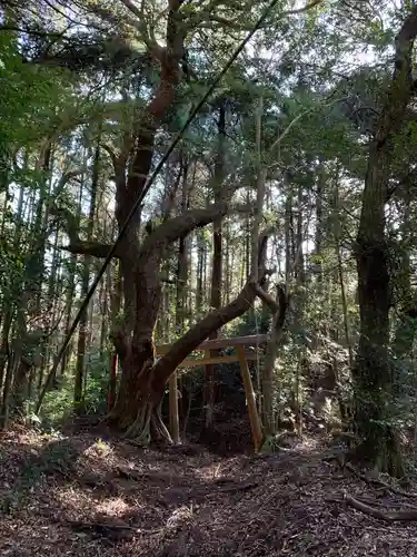 小川神社の鳥居