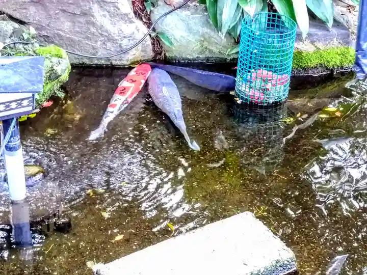 六所神社の動物