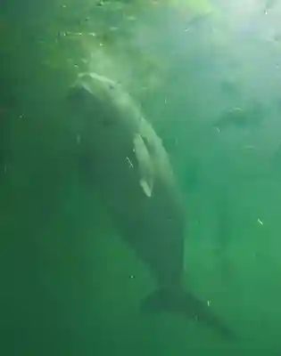 大山祇神社の動物