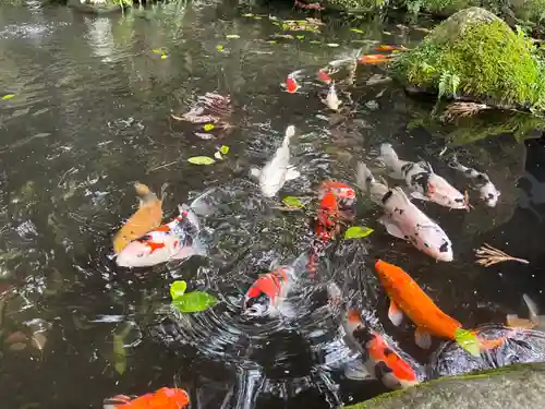 八幡朝見神社の動物