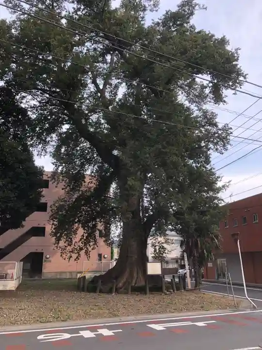 八雲神社(砂神社)の自然