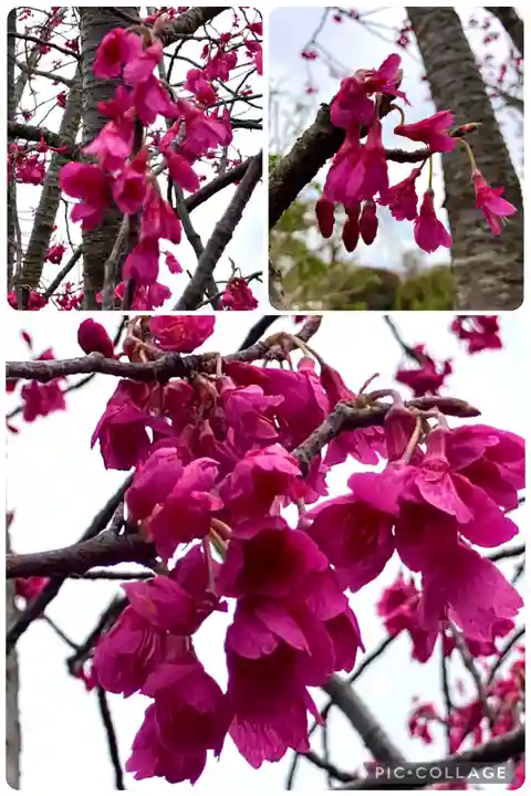 亀戸天神社(東京都)