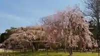 賀茂別雷神社(上賀茂神社)の自然