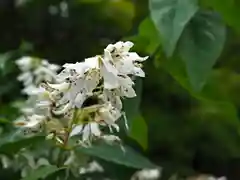 温泉山 安楽寺(四国霊場第六番札所)の自然