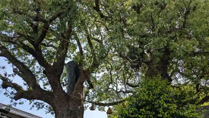山王神社の自然