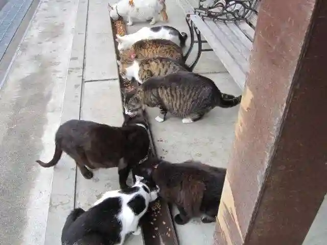 御誕生寺(猫寺)(福井県)