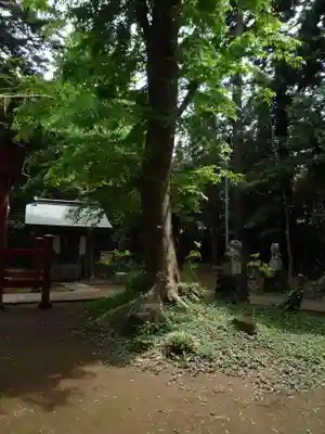 大井香取神社の自然