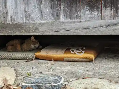 八幡社（柏井町）の動物