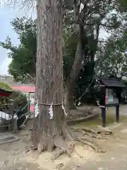 富岡八幡宮の自然