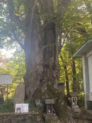 綴子神社の自然