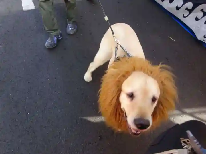 金刀比羅大鷲神社の動物