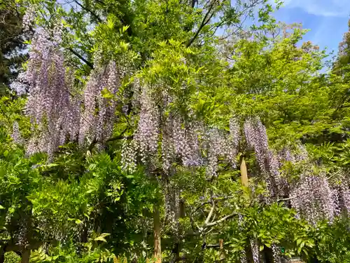 春日大社の自然