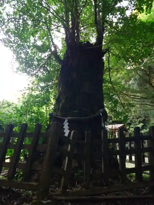 大元神社(宇佐神宮奥宮)(大分県)